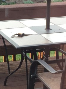 DC4381F9-1049-45CC-9669-B9648AA93BAE